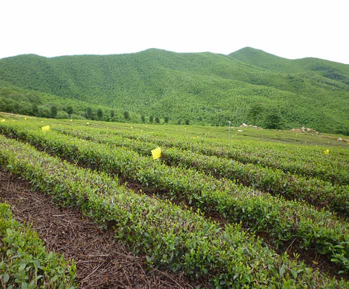 溧陽(yáng)天目湖白茶貴在哪兒？