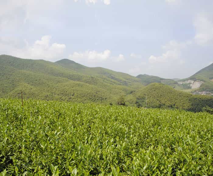 溧陽(yáng)白茶是啥茶？