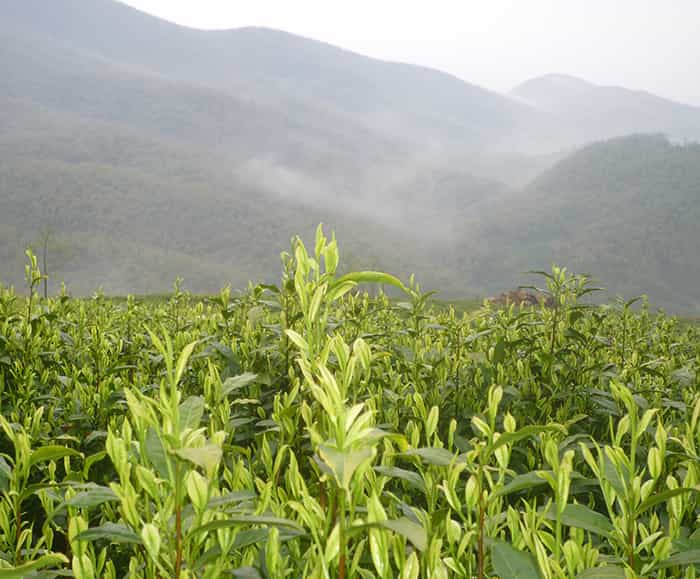 飲天目湖白茶的三流程：趣、神、味